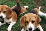 如何解决腊肠犬身上臭味问题（如何让宠物变得清新无味）