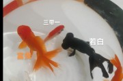 金鱼在水中的奇妙生活（探寻金鱼在水中的秘密和适应水环境的关键）