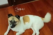 如何判断你的宠物狗是否肥胖？（狗狗身体肥胖的危害和正确的鉴定方法）