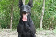 如何训练黑狼犬的大小便？（实用宠物教育技巧，让你的黑狼犬快速学会大小便）