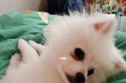 探寻博美纯种血统的特征与魅力（揭秘博美纯种的独特特征与迷人魅力，让你更了解你家的博美宝宝）