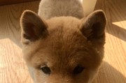 柴犬串串的日常生活与特点（了解柴犬串串，领养并与之共度美好时光）