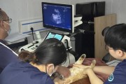 猫的生化特性与研究进展（揭示猫科动物身体内部机制的科学探索）