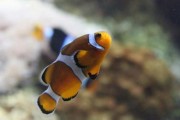 黑红小丑的饲养方法（打造生动活泼的水族箱世界）