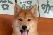 狗生完崽后多久能洗澡？（狗崽的健康与洗澡时机）