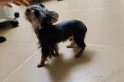 如何护理约克夏的毛发？（宠爱您的约克夏犬，护理毛发从现在开始）