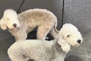 贝灵顿梗母犬的临产预兆（了解这些信号，准备迎接新生命）