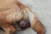 狗狗的受孕期到生产需要多少天？（了解狗狗的妊娠周期和分娩过程）