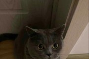 如何以养观赏猫为主题的一天安排（关注猫咪的需求，让它们过上幸福的一天）
