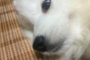 宠物狗金毛鼻子流血应急处理方法（金毛狗鼻子流血，如何给它救急？——掌握这些方法让你应对自如）