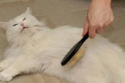 如何给宠物猫咪洗澡（掌握这些技巧，让猫咪变得干净舒适）