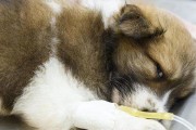 小狗拉稀应该怎么办？（15个详细方法教你应对宝贝拉肚子）