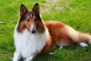 如何科学饲养苏牧犬（一步步教你打造健康快乐的苏牧犬生活）