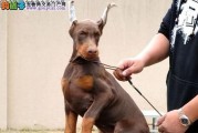 迷你杜宾犬的饲养方法（小巧可爱的迷你杜宾犬，如何做到优质的养护？）