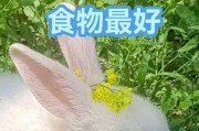 小白兔的健康饮食（小白兔的营养均衡饮食需求）