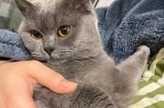 为你的宠物猫解决牙齿问题（为你的宠物猫解决牙齿问题）