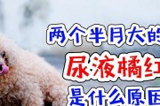 狗狗尿量过多的原因及解决方法（探究狗狗尿太多的原因以及如何解决这个问题）