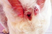 如何给你的柯基犬清理肛门腺？（掌握正确的清理方法，让你的爱宠健康舒适）