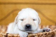 如何正确给拉布拉多犬洗澡（宠物主人必读的清洁方法和技巧）