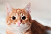猫为何喜欢舔耳朵？（探究猫咪舔耳朵的原因和意义）