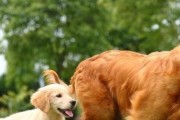 如何科学地喂养金毛犬（从狗粮选择到营养均衡，养出健康快乐的宠物）