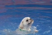 狗狗游泳，安全有保障！（宠物游泳注意事项，从这里开始！）