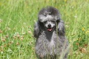 贵宾犬（探究贵宾犬的聪明程度与表现）