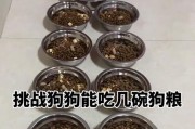 成年阿拉斯加一天应该吃多少狗粮？（寻找合适的每日狗粮摄入量以保持健康）