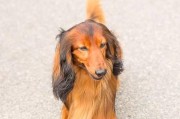 腊肠犬鼻头干燥原因及护理方法（宠物主人必看！了解如何保护你的腊肠犬的鼻子健康）