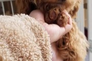 贵宾犬孕期护理指南（从怀孕前的准备到分娩后的护理，让你的贵宾犬度过一个健康的孕期）