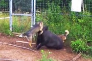 国外适合猎野猪的犬种（猎野猪的最佳犬种及其特点）