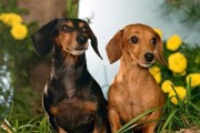 养幼年腊肠犬的健康之路（宠物养育指南、如何让幼年腊肠犬健康成长）