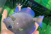 如何正确饲养蓝嘴吊（一步步了解蓝嘴吊的饲养方法）