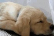 金毛犬长寿的秘诀揭秘（让你的金毛陪伴更长久，关键是这5个秘诀）