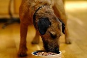 为什么狗狗喜欢吃人的食物？（探究狗狗食欲背后的原因及如何解决）