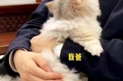 过年回家，猫咪安心有保障（解决出行后猫咪安置问题，让猫咪过一个舒适的假期）