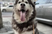 阿拉斯加幼犬的饮食要点（除了狗粮，还能吃什么？）