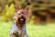 揭秘蝴蝶犬掉毛背后的四大原因（从宠物生活习惯到疾病诊断，你需要知道的一切）