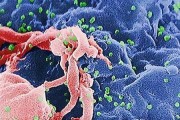 宠物疾病护理全指南（以对比格各种病症如何看护为主题，全方位保护你的宠物健康）
