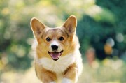 冬天应该如何呵护你的柯基犬？（预防柯基犬冬季常见疾病的秘诀）