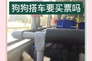 小狗乘坐火车的持续时间（探讨小狗坐火车的最长时限及适应能力）