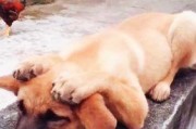 如何让宠物狗不害怕鞭炮声（让你的爱犬在烟花爆竹中安心度过）