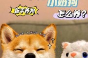 幼狗喂食后多久可以遛？（了解幼犬的饮食和运动需求）