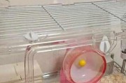 揭秘仓鼠老咬笼子之谜（探索仓鼠咬笼原因，保证宠物健康幸福）