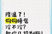 如何帮助狗狗降温（预防和处理狗狗发烧的方法）