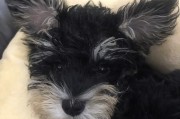 如何训练宠物大小便？（以雪拉瑞为例，从小狗到成年犬的大小便训练）