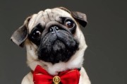 八哥犬运动须知（宠物健康生活，从运动开始）