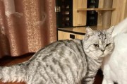 母猫孕期饮食指南（保障母猫健康的关键——合理的饮食安排）