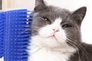 猫咪为何会给人按摩（探寻猫咪按摩的神奇效果与原因）