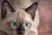 猫咪眼睛健康指南（保护您的宠物免受眼部疾病的困扰）